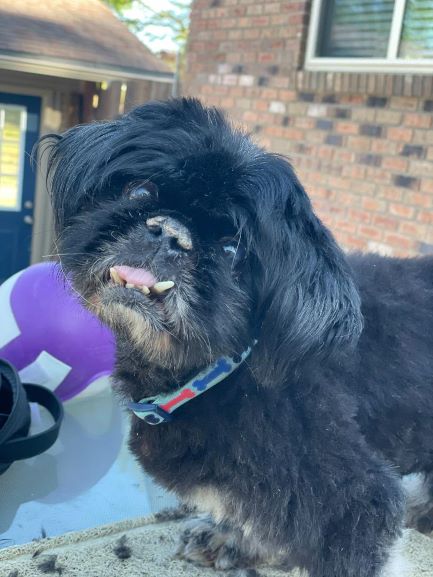 Guy Ritchie Dogs The End-of-the-Line Dogs Like Ritchie – Pekingese Patrol