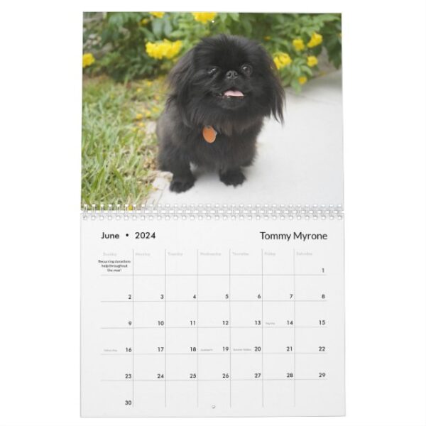 2024 Pekingese Wall Calendar middle binding - Image 7